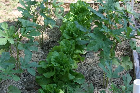 Okra Companion Planting Chart - Chart Reading Skills