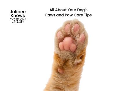 All About Your Dog's Paws and Paw Care Tips – Julibee's