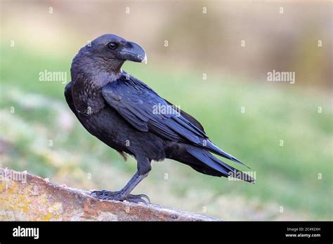 Image result for Crow Front View