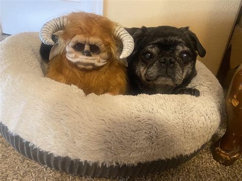 Tegan’s very first pug rug! what an exciting milestone. : r/pugs