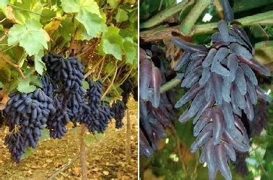 Ugaloo Live Plant Grape Fruit Gardens Rare Exotic Tropical Vitis ...