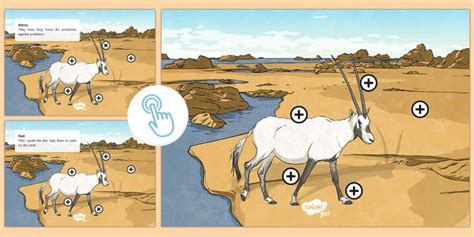 Arabian Oryx Picture Hotspot (teacher made) - Twinkl
