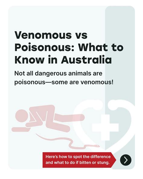 🦎 Australia’s venomous creatures can be dangerous. ⚠️ Learn how to treat bites from snakes ...