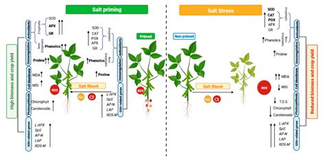 Salt Priming as a Smart Approach to Mitigate Salt Stress in Faba Bean ...