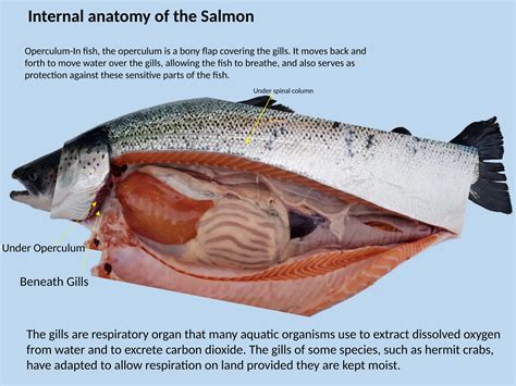 Fish Internal Anatomy_ compressed96.pptx