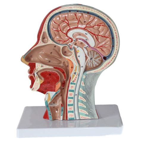 Buy Anatomical Model of The Brain Model Head, The Median Sagittal ...