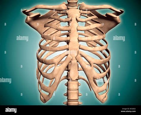 Rib Cage Definition Anatomy at Nathan Mcnicholas blog