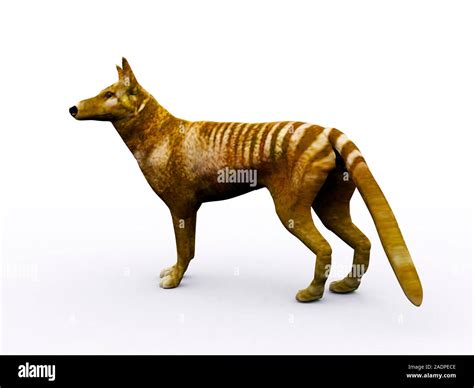 Tasmanian wolf (Thylacinus cynocephalus), computer artwork. Also called ...