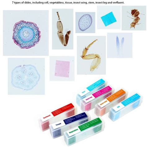 Prepared Microscope Slides