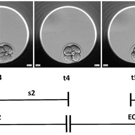 Image result for Mouse Embryo Development