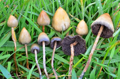 Everything You Need To Know About Liberty Caps - Iconic Shroom!