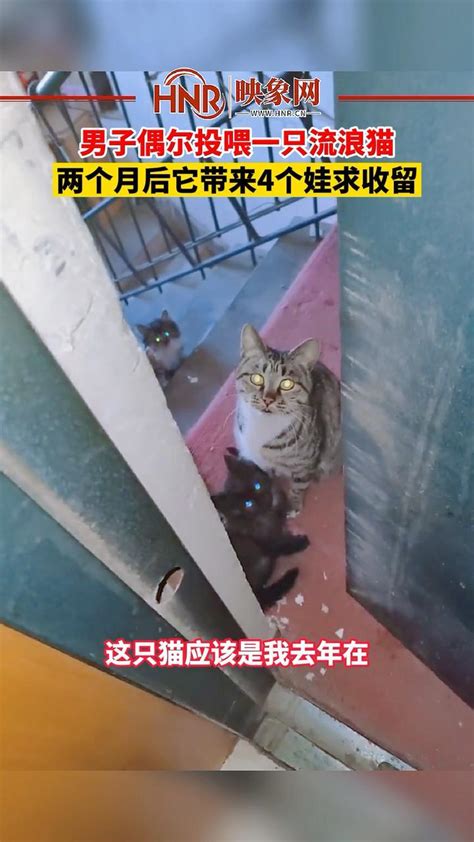 1月13日，辽宁沈阳，男子偶尔投喂一只流浪猫，两个月后它带来4个娃求收留。#暖心 #流浪猫 #日常投喂_凤凰网视频_凤凰网