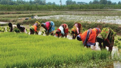Higher Kharif output may cool food inflation - Higher Kharif output may ...