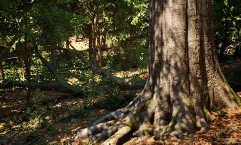 Image result for Unreal Engine Passive Tree