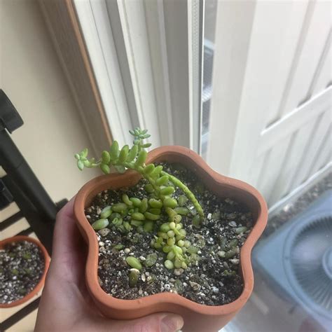 Wrong Soil and Drainage Issues