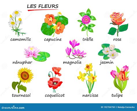 The FLOWERS. Names of Flowers in French. Set of Illustrations for ...