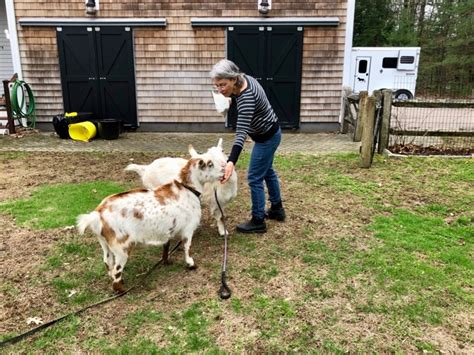 Image result for Loading Goats On Trailer