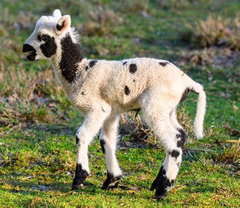 Banding Tails — Dry Hollow Farm