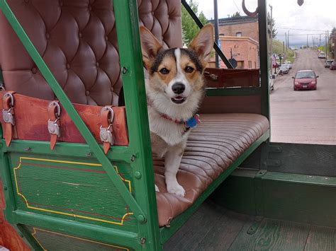 GILMER & SALISBURY STAGECOACH RIDES (2025) All You Need to Know BEFORE ...