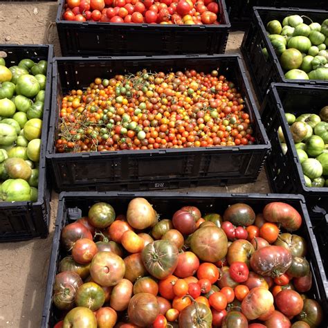 Lentil Breakdown: Food Forward Field Trip to McGrath Family Farm