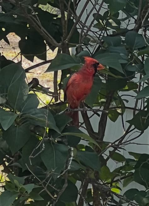 Rex Parker Does the NYT Crossword Puzzle: "East of Eden" girl / THU 7 ...