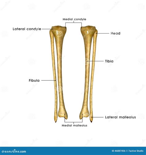 Tibia y peroné