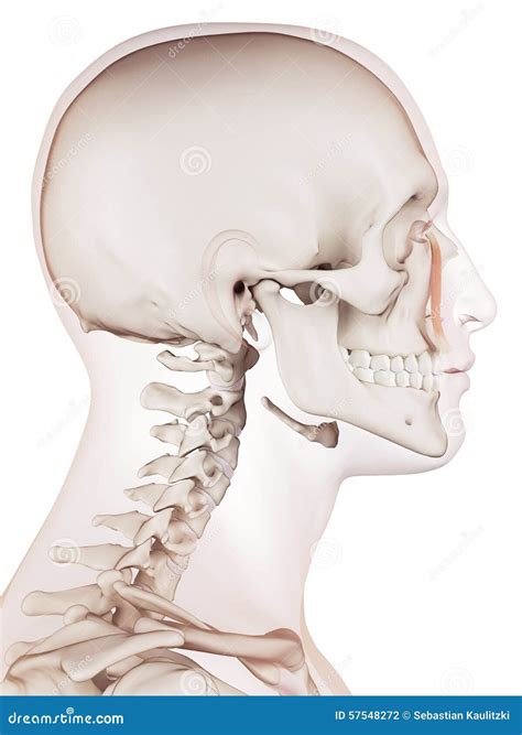 The Levator Labii Superioris Alaque Nasi Stock Illustration - Illustration of head, lateral ...