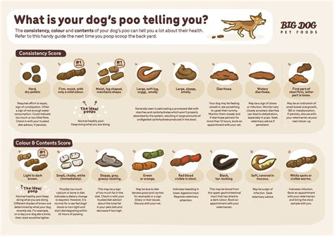 Why is my dog s poop mucousy and bloody dogstore – Artofit