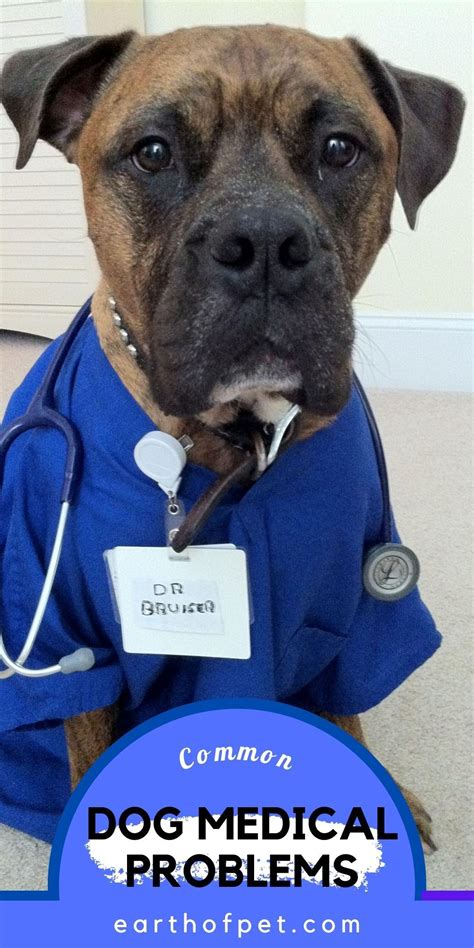 Common Dog Problems 的图像结果