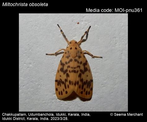 Miltochrista obsoleta (Moore, 1878) - | Moths