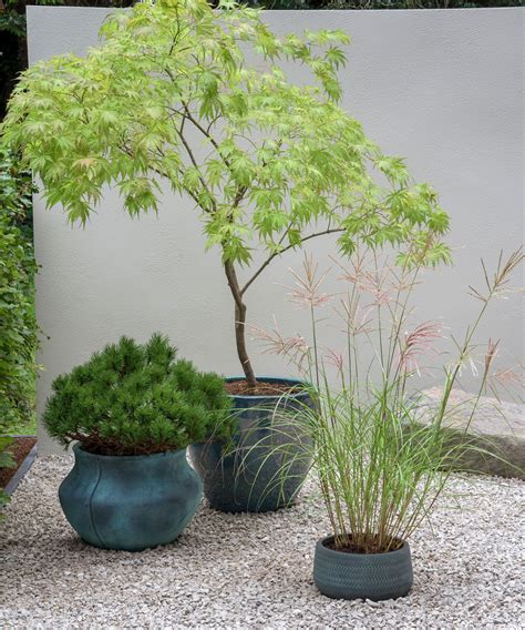 Potted Plants Japanese Garden at Neal Laughlin blog