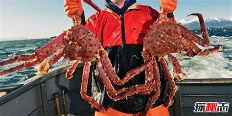 世界上最大的螃蟹，巨型杀人蟹体长4.2米活了100年_探秘志
