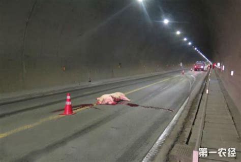 猪来横祸！高速路隧道生猪坠落 引发两起交通事故后命丧 - 养猪动态 - 第一农经网