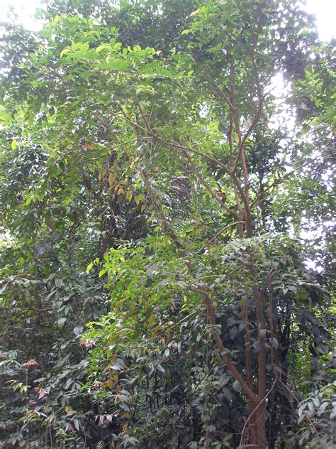 Herbarium JCB