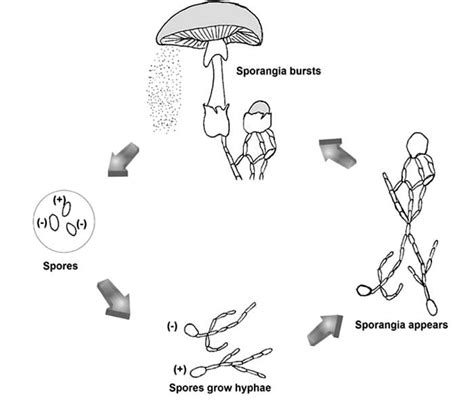 Image result for Fungi Reproduction