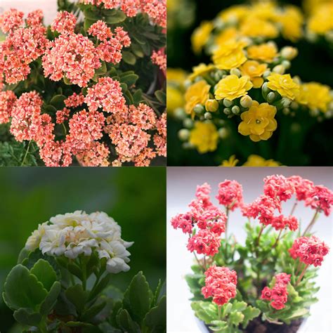 Buy Kalanchoe Flower Plant (Widow's-thrill) online from Nursery Kart