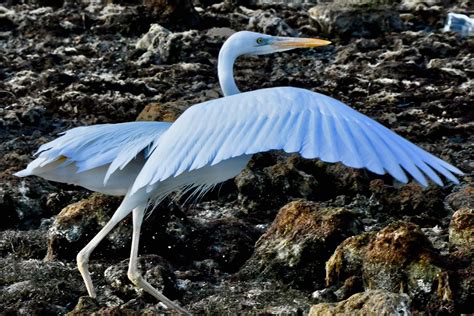 Great White Heron
