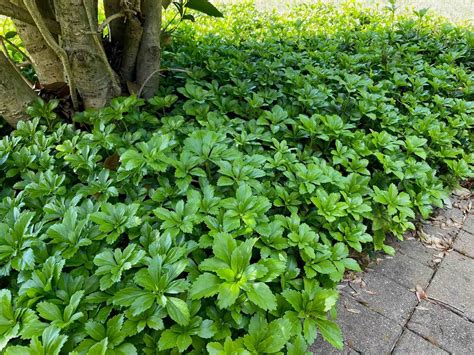 Japanese Plant Ground Cover at John Musgrave blog