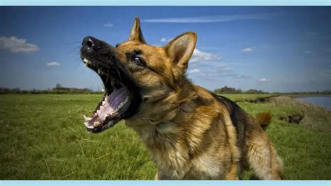 Image result for Dogs Barking