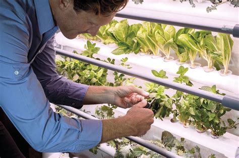 Image result for Opcom Farm