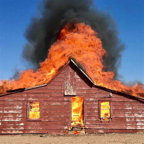 Image result for How Do Dogs Poop