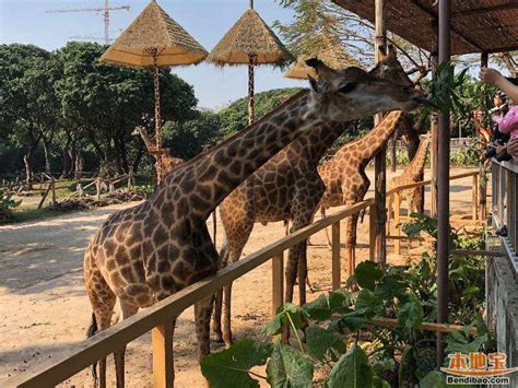 西丽野生动物园—全国第一家返璞归真的开放式动物园 - 深圳游记攻略【携程攻略】