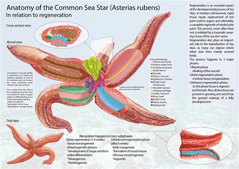 Image result for Reproduction Examples Biology