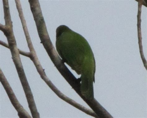 Birds of IIT Kanpur: Unidentified Bird Photographs: Bird IDs needed