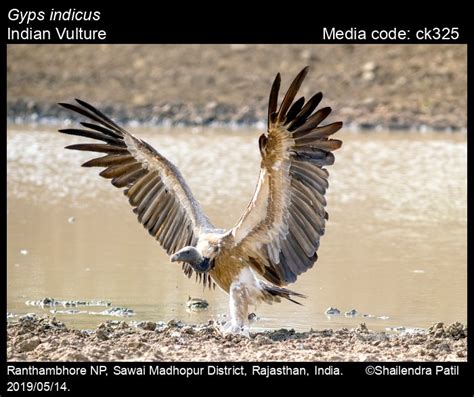 Gyps indicus (Scopoli, 1786) - Indian Vulture | Birds