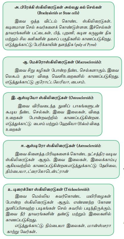 நிலைத் திசுக்கள் - வகைகள், அமைப்புகள் | Permanent Tissues - Types ...