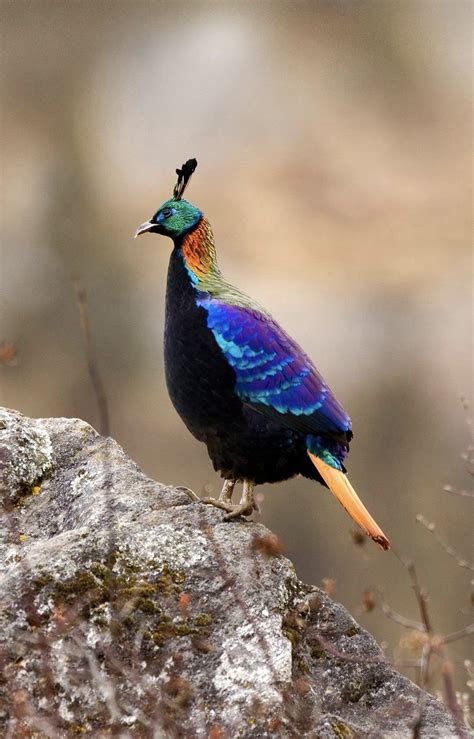 Himalayan Monal (Lophophorus impejanus) a Pheasant from India | Pet ...