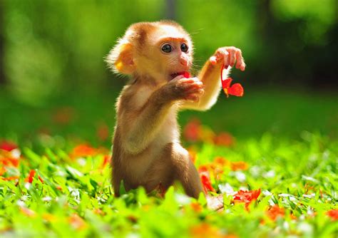 Monkeys can adapt by changing their diet - Earth.com
