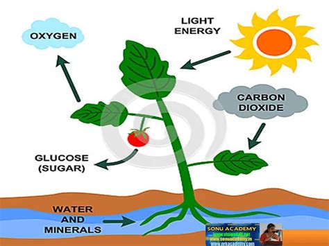 SONU ACADEMY: AUTOTROPHIC NUTRITION-TEXT