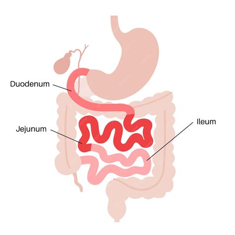 Premium Vector | Small intestine anatomical poster duodenum jejunum and ...